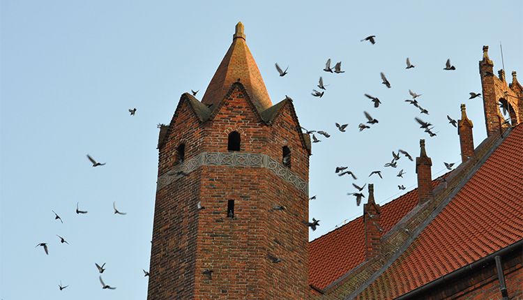 Protection against birds
